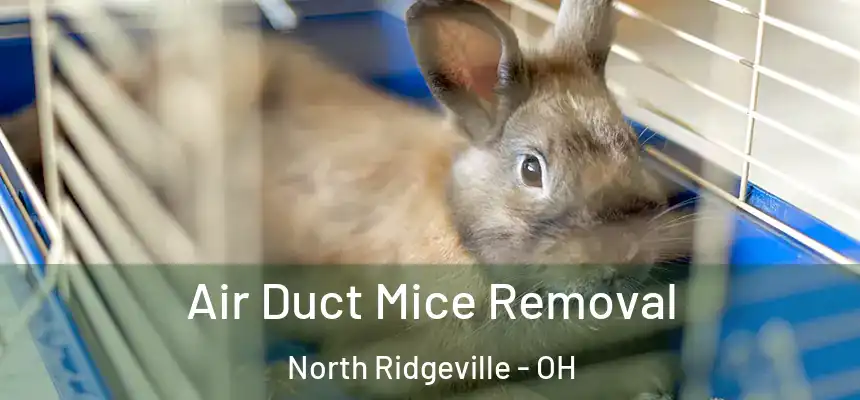  Air Duct Mice Removal North Ridgeville - OH